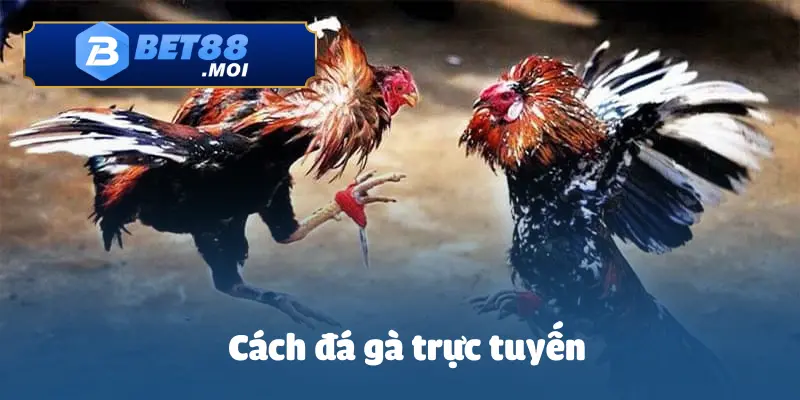 Cách Cá Cược Đá Gà Trực Tuyến Bet88 - Luật Chơi Hấp Dẫn 2 Cách Cá Cược Đá Gà Trực Tuyến BET88 – Luật Chơi & Cách Đặt Cược Chuẩn