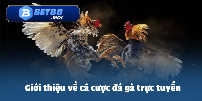 Cách Cá Cược Đá Gà Trực Tuyến Bet88 - Luật Chơi Hấp Dẫn 2 Tìm hiểu về các cược đá gà trực tuyến