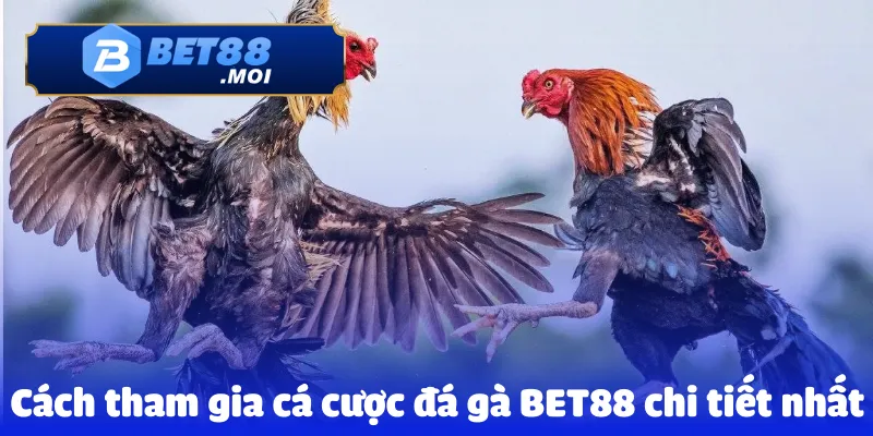 Cách tham gia cá cược đá gà BET88 chi tiết nhất
