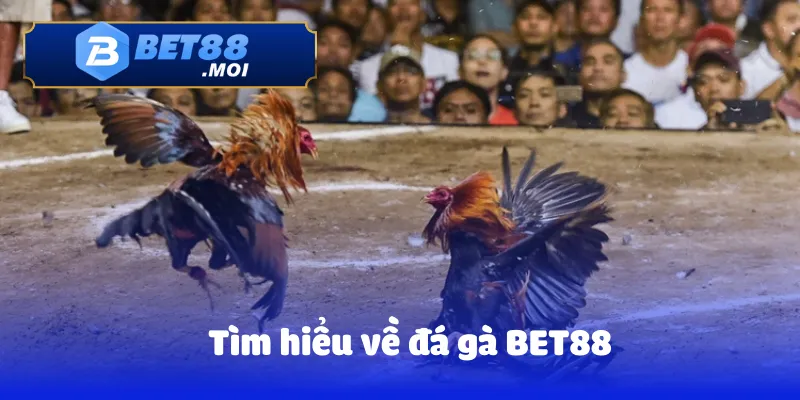 Tìm hiểu về đá gà BET88