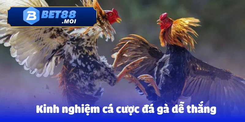 Kinh Nghiệm Cá Cược Đá Gà Dễ Thắng Mới Nhất Hiện Nay 10 Kinh nghiệm cá cược đá gà dễ thắng
