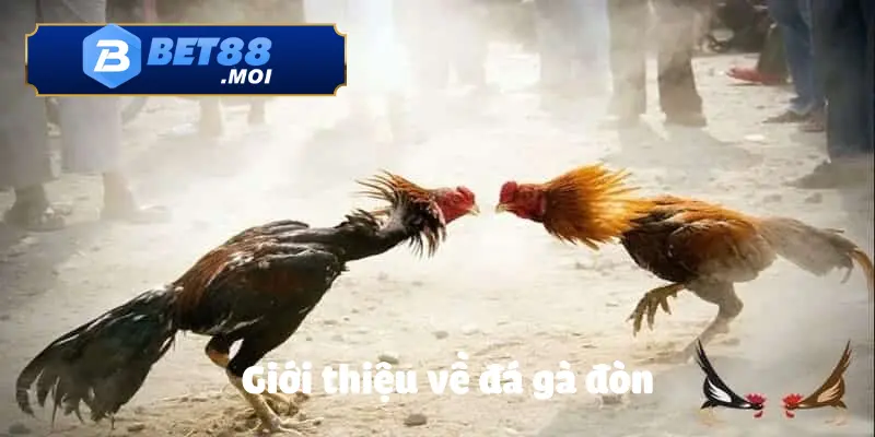 Khám phá về đá gà đón là như thế nào cùng BET88