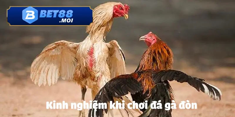 Những mẹo chơi hiệu quả sau khi đã nắm được rõ luật đá gà đòn