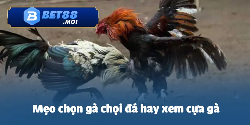 Mẹo Chọn Gà Chọi Đá Hay – Những Tiêu Chí Quan Trọng 2 Những cách chọn gà chọi đá hay thông qua cựa gà