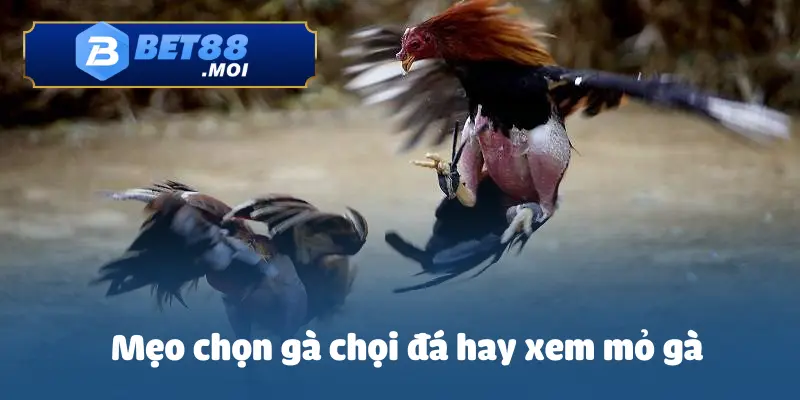 Mẹo Chọn Gà Chọi Đá Hay – Những Tiêu Chí Quan Trọng 4 Tăng tỷ lệ chiến thắng với mẹo chọn gà chọi đá hay khi lựa chọn mỏ gà