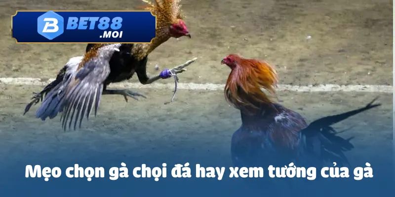 Mẹo Chọn Gà Chọi Đá Hay – Những Tiêu Chí Quan Trọng 3 Mẹo chọn gà chọi đá hay qua việc nhìn vào tướng gà